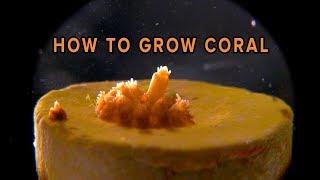 How To Grow Coral