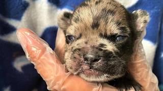 A tiny Frenchie, cleft palate, surrendered