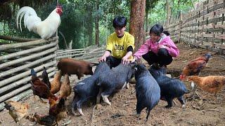 The two brothers cooked together, The younger sister went to school, and harvested corn to sell