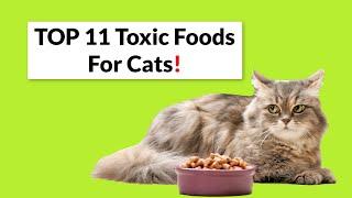 What Are the 11 Most TOXIC Foods For CATs?