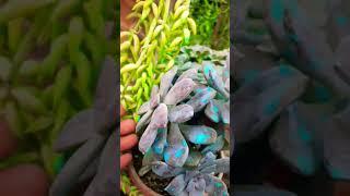 #Succulent #plant #succulents #plants #cactus #propagation #homegarden #tips #care