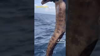 #fishing #ocean #creatures #eels #fishinglife #offshore #lobster #fishingvideo #fishing_video #alien