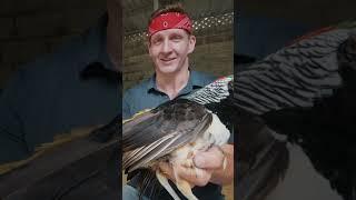 I ate a $200 Bird in Vietnam!! #befrs #besteverfoodreviewshow #vietnam  #birds