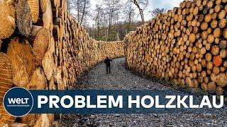 LANGFINGER IM WALD: Millionenschäden durch Holzdiebstahl - Riesenproblem für Waldbesitzer