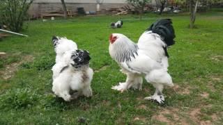 Brahma light Chickens (Hens) Kosovo