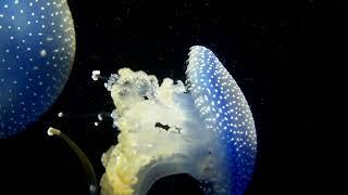 Jelly Fish (Ubur-Ubur), No Copyright Video, Copyright Free, Free Download Video, 4k [ULTRA HD]