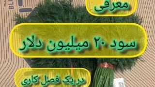 پرسودترین محصول صادراتی_۲۰ میلیون دلار سود در یک فصل_ #صادرات_سبزی #fruit  #news  #تجارت