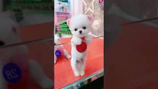 Tik tok chos poç mini  Funny and cute Pomeranian 628 #pomeranian #pets #shorts