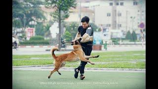 Eco Sport (Malinois)