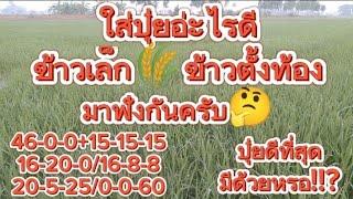 ใส่ปุ๋ยสูตรไหนดีที่สุดข้าวเล็กถึงข้าวตั้งท้องมาฟังกันครับ#ชาวนา #จัสมิน20