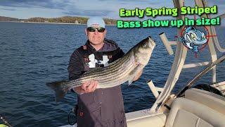 Spring Striped Bass in the North East of Long Island