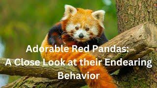 Adorable Red Pandas: A Close Look at their Endearing Behavior