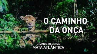 Histórias da Grande Reserva Mata Atlântica | T2EP01 - O caminho da onça