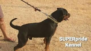 Super pride kennel #kingsizerottweilermale