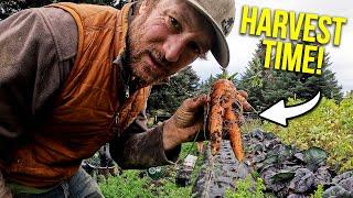 Eve's Garden of Carrots || Alaska Last Frontier Kilcher