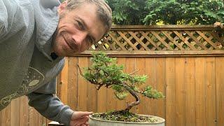 Juniper Bonsai Styling - Commentary on Design