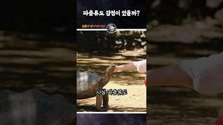도마뱀도 감정이 있을까? #shorts