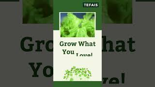 Transform Your Home with TEFAIS Hydroponic Starter Kits| Homegrown Nutrition