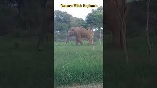 Wild Elephants at Somawathiya️|shorts|elephant|trending|wildanimals|viral|naturewithRejinath