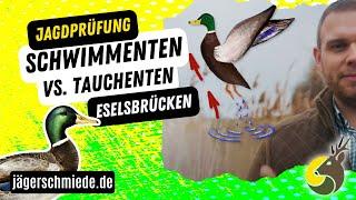 Schwimmenten und Tauchenten - Wissen für die Jagdprüfung! Mit diesen Eselsbrücken klappt's bestimmt.