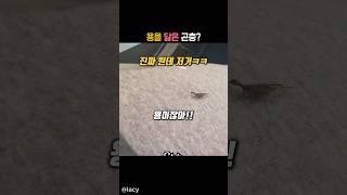 용을 닮은 곤충? #유머