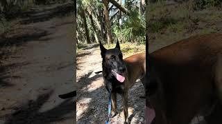 Whiskey LOVES Walks In The Woods #doglover #belgianmalinois #dogmom #dogwalk