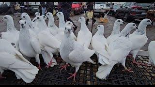 RADOM Gołębie pigeons targ Andrzej W. 5.10.2024 cz.3/3 Gołębie jasne i wyszwance Andrzeja Radom