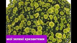 Зелені хризантеми.Мої зеленоквіткові хризантеми.Кулеподібні,корейки,горшкові і високі зелені квіти.