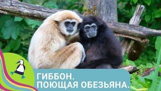  ОЧАРОВАТЕЛЬНЫЕ ЧЕЛОВЕКООБРАЗНЫЕ  ОБЕЗЬЯНЫ   Гиббон. Поющая обезьянаФильм в HD