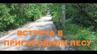 ВСТРЕЧА  В ПРИГОРОДНОМ ЛЕСУ