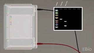 Virtual Lab Simulation: Agarose Gel Electrophoresis