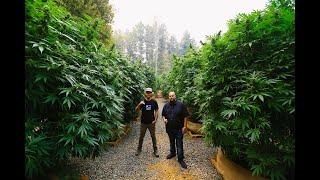 Marijuana Mania Episode 6 - Humboldt & Mendocino Appellation Program