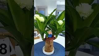 Brazilian Lucky Wood Mini Home Plant Decoration