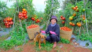 Full Video: Harvesting Red Tomatoes Goes to Market Sell - Harvest, Farm, Cooking | Tieu Lien