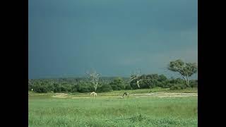 Giraffes Drinking from the Chobe River Botswana