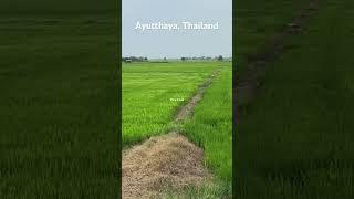 Rice Field, Ayutthaya, Thailand #rice #ricefield #field #farming #farm #green #agriculture