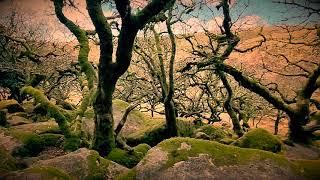 Devon's Creepiest Woodland: Wistman's Woods On Dartmoor