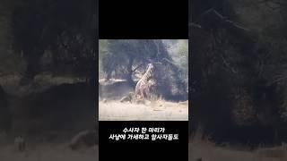 사자 10마리에게 끝내 잡아먹히는 어미와 새끼 기린