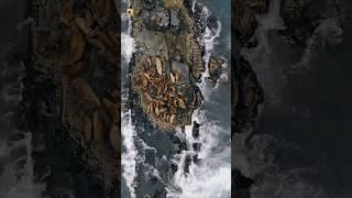 Sea Lion Sounds | Sea lions on rocks