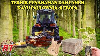 THE ADVANCED TECHNOLOGY BEHIND PAULOWNIA FARMING: A BUNCH OF HARVESTS