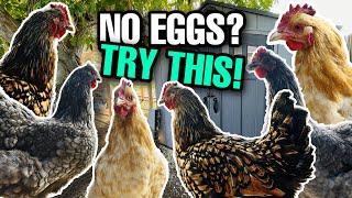 9 Reasons Your Chickens Aren't Laying Eggs | And How To FIX It!