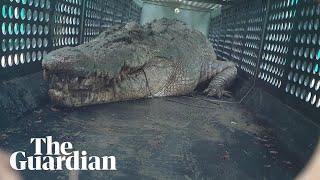 Hear it roar: 3.9-metre saltwater crocodile captured in north Queensland