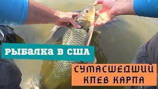 Рыбалка в США. БеШШШеный клев карпа. У меня никогда такого небыло. Carp fishing