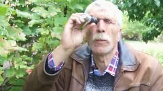 Обзор осеннего виноградника Вадима Точилина