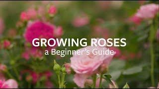 How to grow Roses | Grow at Home | Royal Horticultural Society