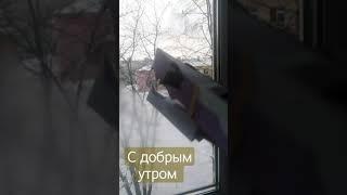 с добрым утром #утросвами #драконыизтиктока #люблю