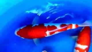 Marugen Koi Farm - Kohaku Tategoi