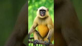 बंदरनेपूछाहैभगवानबारीस करवादिजीऐ#vikramcomedy#viralvideo#ytshort@karanrathodkaranrathod7484