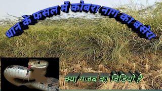 # video | धान के फसल में कोबरा नाग का बसेरा||#@87442-p kobra nag se kisaan pareshan ||