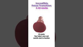 Incredible Fetus Transition 4-40 weeks  #shorts